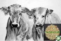 Guar Korma Cattle Feed