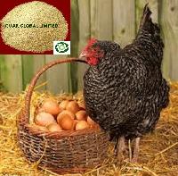 Poultry Churi Guar