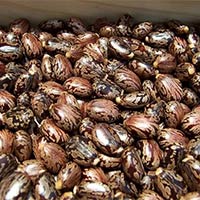 Castor Seeds