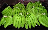 Fresh Cavendish Banana