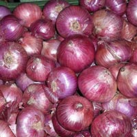 Fresh Onions