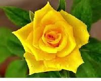 Yellow Rose