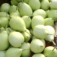 Bottle Gourd