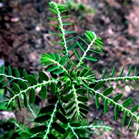 Phyllanthus Niruri(bhumi-amlaki)