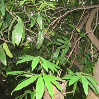 Saraca indica linn (Ashoka)