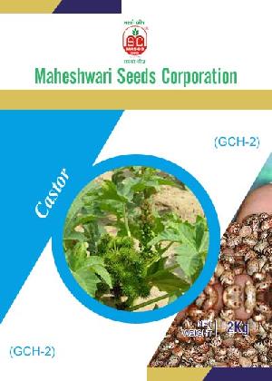 GCH-2 Castor Seeds