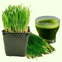 Wheatgrass