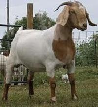 Live Thalassery Goat, Boer Cross Goat