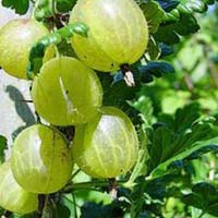 gooseberry plant