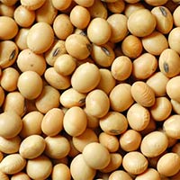 Soybeans Seeds