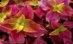 Coleus