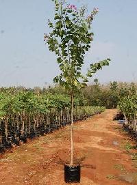 tree plants