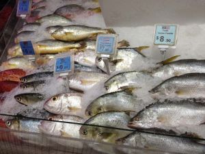 Fish Cold Storage