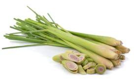 Fresh Lemongrass