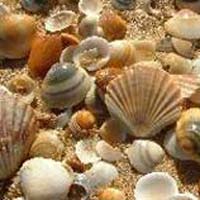 Mini Seashells