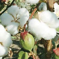 cotton seeds