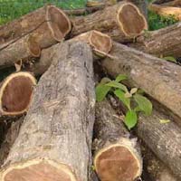Ghana Teak Wood logs