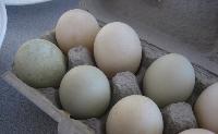 Duck Eggs