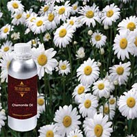 Chamomile Oil