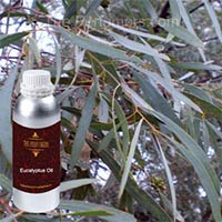 Eucalyptus Oil