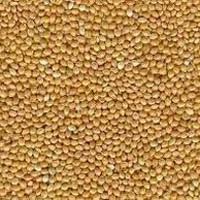 Yellow Millet (FOXTAIL MILLET)