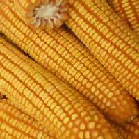 Maize