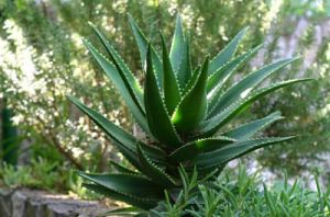 Aloe Vera Leaves