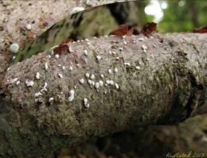 Trichoderma Viride