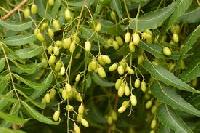 Neem Fruit