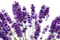 Lavender Flower