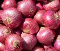 Fresh Red Onion