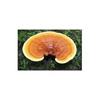 Ganoderma Mushrooms