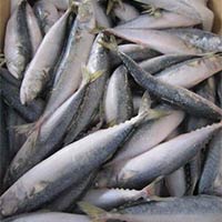 Frozen Mackerel Fishes