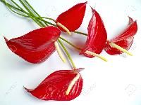 Anthurium Flower