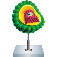 Aids Virus Model