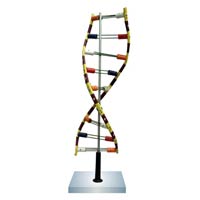 DNA Model Kit