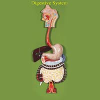 Human Digestive System 1