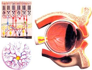 Human Eye Demonstration Model