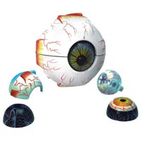 Human Eye Model