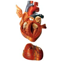 Human Heart Model