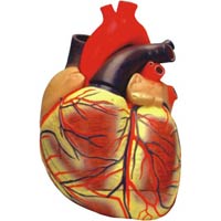 Human Heart