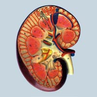 Human Kidney Section - 3 Model