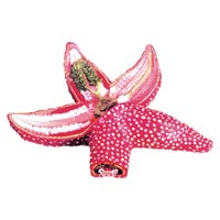 Star Fish Model