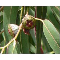 Eucalyptus Globulus Oil