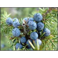 Juniper Berry Oil