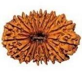 higher rudraksha beads