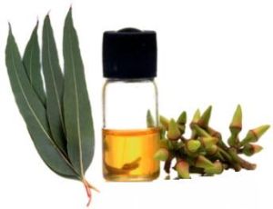 Eucalyptus Oil