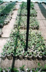 Nursery Plant