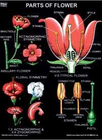 Botanical Models