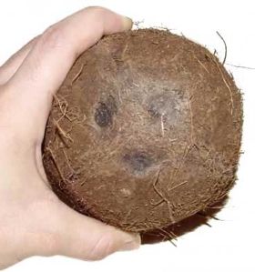 Coconut-01